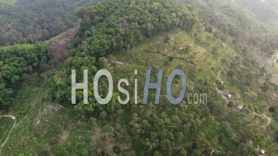Aerial View Durian Plantation At The Hill Slope - Video Drone Footage