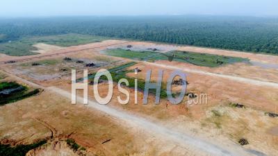 Aerial View Oil Palm Tree Is Cut - Video Drone Footage