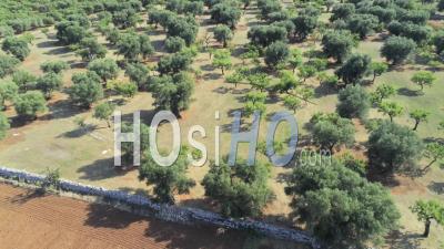 Apulian Olive Trees, Monopoli, Italy - Video Drone Footage