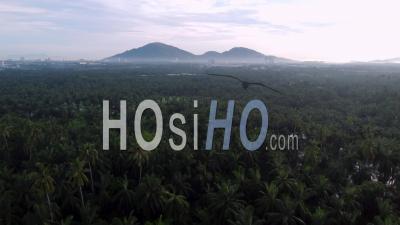 Aerial View Oil Palm Plantation In Morning - Video Drone Footage