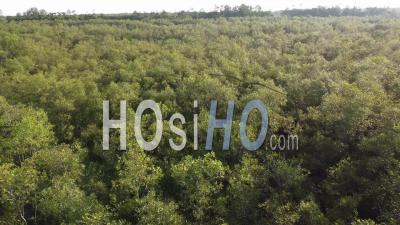 Aerial Fly Over Green Mangrove Tree - Video Drone Footage