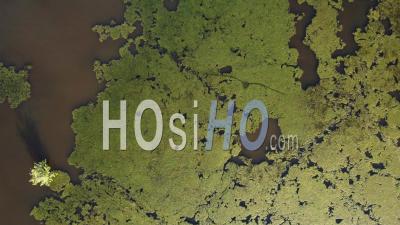 Vue De Haut En Bas Des Algues En Direct Sur La Surface De L'eau - Vidéo Par Drone