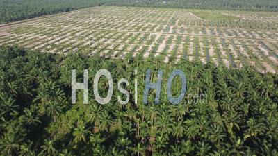 Fly Over The Plantation Of Replant Young Oil Palm Tree - Video Drone Footage