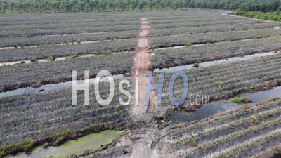 Survolez Une Jeune Plantation D'ananas - Vidéo Par Drone