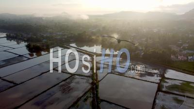 Foggy Morning With Sun Ray Over Paddy Field - Video Drone Footage