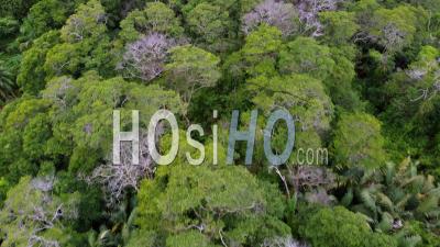 Top Down View Green Forest - Video Drone Footage