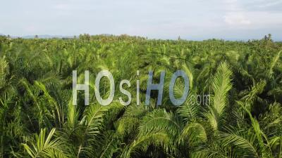 Aerial View Young Oil Palm Tree - Video Drone Footage