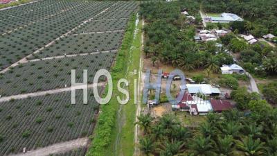 Aerial View Small Village Beside Oil Palm Plantation - Video Drone Footage
