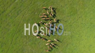 Herd Of Hinds - Video Drone Footage
