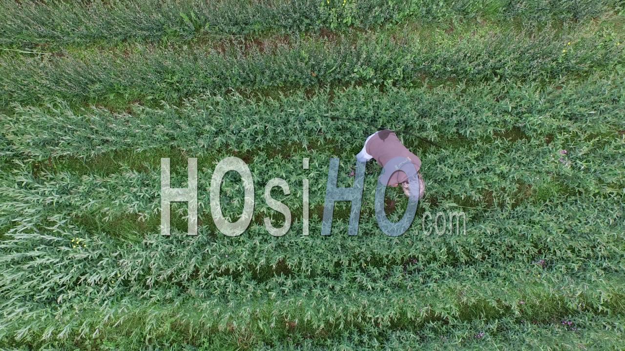preview clip thumb