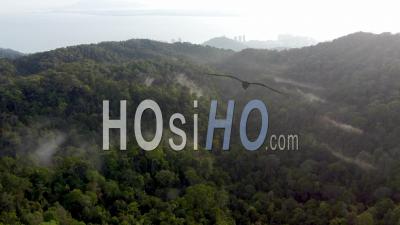 Aerial View Penang Hill Rainforest - Video Drone Footage