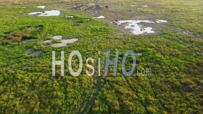 Aerial View Wetland In Malaysia - Video Drone Footage