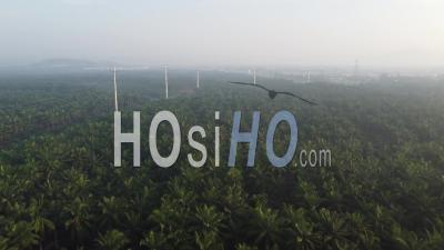Aerial View Fly Over Oil Palm Tree Plantation - Video Drone Footage