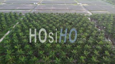 Aerial View Solar Panel In Oil Palm - Video Drone Footage