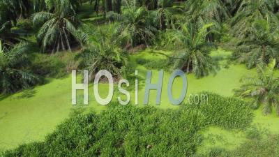 Algae Plant In Oil Palm River - Video Drone Footage