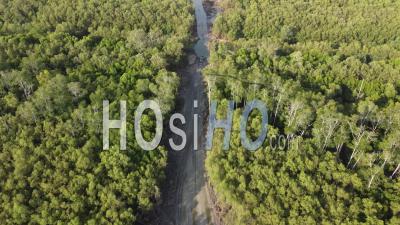 Mangrove Tree Forest Is Cut Down - Video Drone Footage