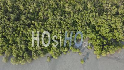 Aerial View Mangrove Forest - Video Drone Footage