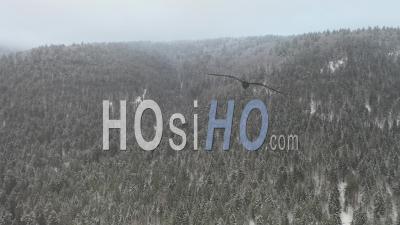 Forêt Enneigée - Vosges - Vidéo Par Drone