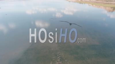 Two Cormorants On Branches - Video Drone Footage