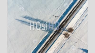 Two Trees By The Road - Aerial Photography