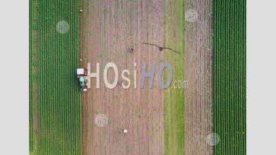 Carrot Harvest Time - Aerial Photography