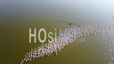 Pink Flamingo At Lake Nakuru - Video Drone Footage, Kenya