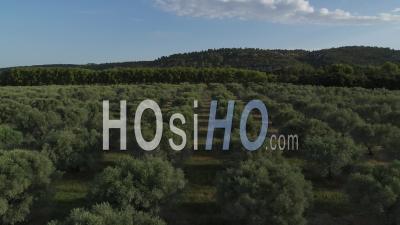 Champ D'oliviers, Estoublon, Huile Aop Des Baux De Provence, Alpes-De-Haute-Provence, France - Vidéo Drone