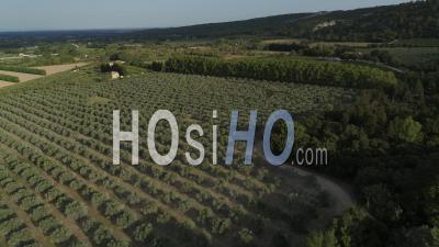 Champ D'oliviers, Estoublon, Huile Aop Des Baux De Provence, Alpes-De-Haute-Provence, France - Vidéo Drone