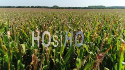 Maize Fields, Agriculture, Tournus, Saone-Et-Loire, Burgundy-Franche-Comte, France - Video Drone Footage