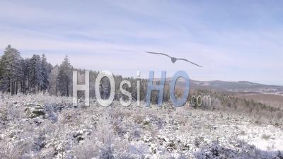 Sapins Enneigés Dans Les Pyrénées - Vidéo Drone