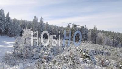 Snowy Fir Trees In The Pyrenees - Video Drone Footage