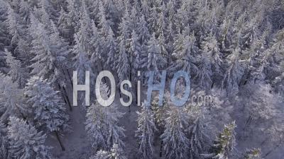 Snowy Fir Trees In The Pyrenees - Video Drone Footage