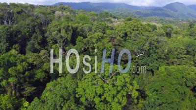 Aerial Drone View Of Primary Rainforest Canopy And Large Trees In Costa Rica, Tropical Jungle Landscape Scenery With No Deforestation As It Is Under Environmental Protection