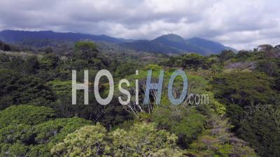 High Aerial Drone View Of Rainforest And Mountains In Costa Rica, Tropical Jungle Landscape Scenery Ballena Marine National Park (parque Nacional Marino Ballena), Puntarenas Province