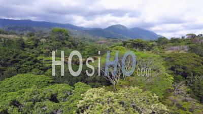 Aerial Drone View Of Rainforest Trees, Canopy And Mountains In Costa Rica, Central America, Tropical Jungle Landscape Scenery, Beautiful Nature In Puntarenas Province