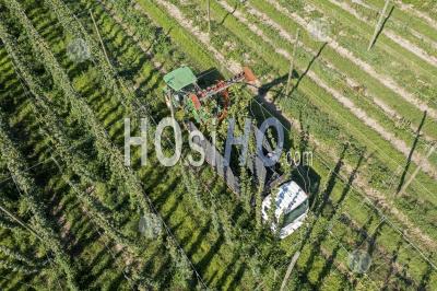 Hops Harvest In Michigan - Aerial Photography
