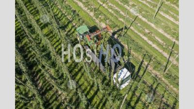 Récolte De Houblon Dans Le Michigan - Photographie Aérienne