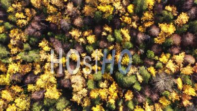 Aerial Drone View Over Autumn Forest. Colorful Trees In The Wood. Colourful Autumn Colours In Forest Form Above, Captured With A Drone