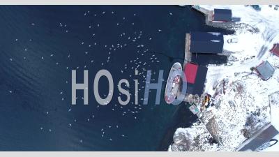 Vue D'ensemble Montre Des Goélands Grouillant Sur Un Quai Sur Les îles Hivernales De Lofoten, En Norvège - Vidéo Par Drone