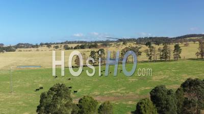 2020 - Great Aerial Shot Of Cattle Grazing In Moruya, New South Wales, Australia And Birds Flying By - Video Drone Footage