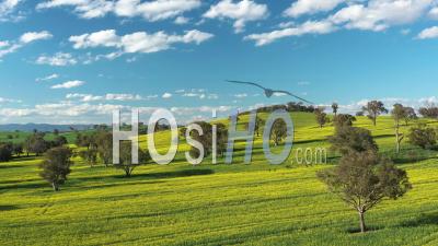 2020 - An Excellent Aerial View Of Canola Fields In Cowra, Australia - Video Drone Footage