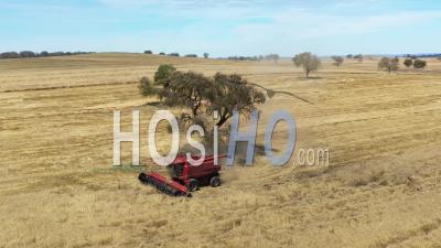 2020 - An Excellent Aerial Shot Of A Farming Combine Cutting Through A Field In Parkes, New South Wales, Australia - Video Drone Footage