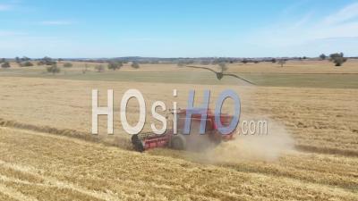 2020 - A Farming Combine Raising Dust And Cutting Through A Field In Parkes, New South Wales, Australia - Video Drone Footage