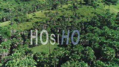 2020 - Vue Aérienne De Grands Arbres Et De Verdure Sur L'île De Rinca Dans Le Parc National De Komodo, En Indonésie - Vidéo Par Drone