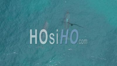 2021 - Vue Aérienne De Grandes Baleines Bleues Brisant Les Eaux Près D'augusta, Australie - Vidéo Par Drone