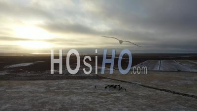 Aerial Over Herd Of Horses Icelandic Ponies At Sunset On Farmland In Iceland - Video Drone Footage