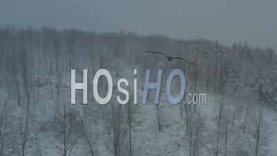 Snow Covered Forests On Hazy Day, Wisconsin, Usa - Video Drone Footage