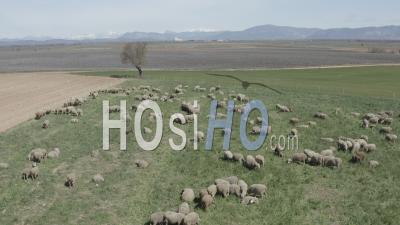Flock Of Sheep In A Field, Agricultural Landscape, Verdon Regional Nature Park, Valensole Plateau, Alpes-De-Haute-Provence, France - Video Drone Footage