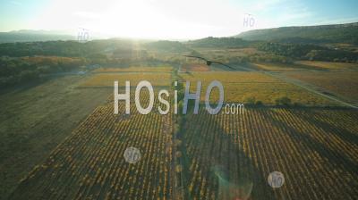 Vineyard In Autumn, Aoc Cotes De Provence, Pays D'aix, Grand Site Sainte Victoire, Puyloubier, Bouches Du Rhone, France - Aerial Photography
