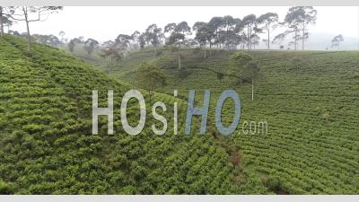 Tea Plantation In Java, Indonesia 01 - Video Drone Footage